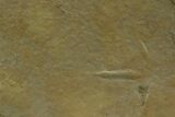 Fossil Bird and Nematode Track Plate - Green River Formation, Utah #352244-1